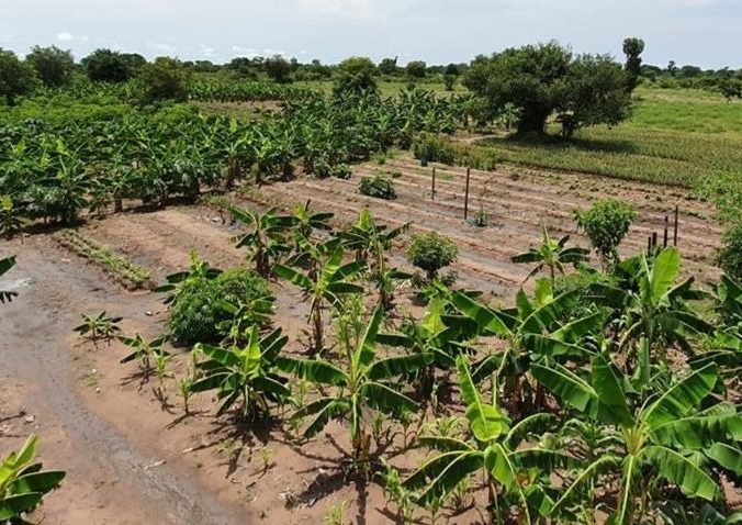 La ferme Nova Agrico de Kam Rigne Laossi, jeune agronome tchadien (Photo Crédit : Kam Rigne/Facebook).