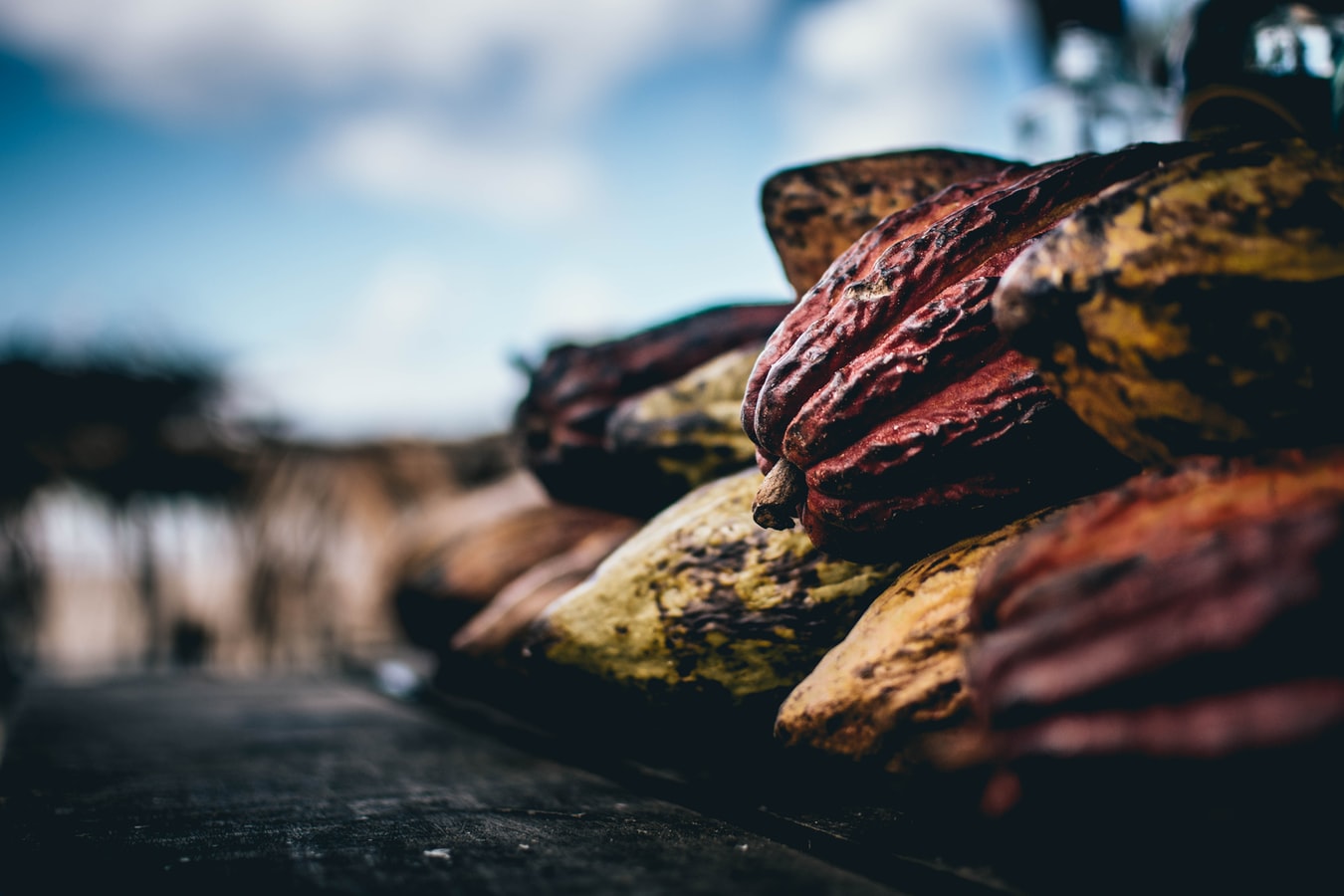 Des fèves de cacao dans une exploitation au Brésil.