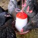 Des poules dans une ferme